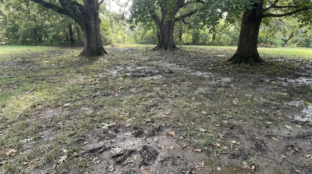 A heavily shaded residential backyard with a failed, muddy, and sparse lawn area beneath large trees, illustrating the problem creeping red fescue solves A heavily shaded residential backyard with a failed, muddy, and sparse lawn area beneath large trees, illustrating the problem creeping red fescue solves