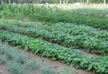 How to Start Vegetable Garden in 10 Easy Steps Vegetable Garden