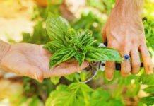 How to Keep Your Garden Healthy: 7 Crucial Steps To Avoid Illness Triangle Garden Healthy