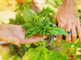 How to Keep Your Garden Healthy: 7 Crucial Steps To Avoid Illness Triangle Garden Healthy