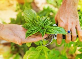 How to Keep Your Garden Healthy: 7 Crucial Steps To Avoid Illness Triangle Garden Healthy