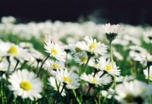 Daisies: Symbolism and More Daisies and Daisy Flowers