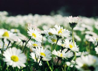 Daisies: Symbolism and More Daisies and Daisy Flowers