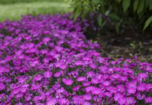 Plant life That Will Make The garden Smell Amazing dianthus