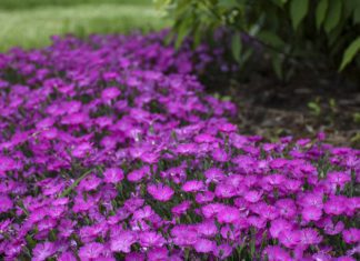 Plant life That Will Make The garden Smell Amazing dianthus