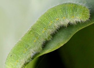 Garden Pests and How to Fight against Them Garden Pests