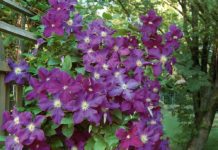 Clematis Flower: Care and How To Grow It Clematis Flower