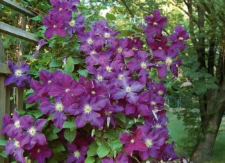 Clematis Flower: Care and How To Grow It Clematis Flower