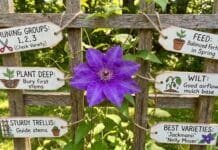 Clematis Care Guide: Pruning Groups, Planting Depth, Trellises & Best Varieties Purple clematis flower blooming on a garden trellis with green vine foliage