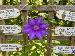 Clematis Care Guide: Pruning Groups, Planting Depth, Trellises & Best Varieties Purple clematis flower blooming on a garden trellis with green vine foliage