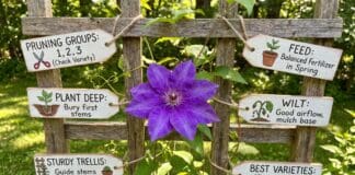 Clematis Care Guide: Pruning Groups, Planting Depth, Trellises & Best Varieties Purple clematis flower blooming on a garden trellis with green vine foliage