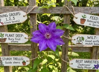 Clematis Care Guide: Pruning Groups, Planting Depth, Trellises & Best Varieties Purple clematis flower blooming on a garden trellis with green vine foliage