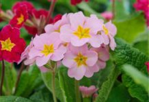 Shade Perennials with amazing Bloom Shade Perennials