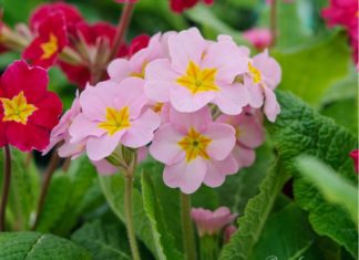 Shade Perennials with amazing Bloom Shade Perennials