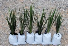 Houseplants – Simple To Care For Indoor Plants Yucca Plant - Indoor HousePlants