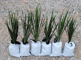 Houseplants – Simple To Care For Indoor Plants Yucca Plant - Indoor HousePlants