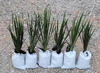 Houseplants – Simple To Care For Indoor Plants Yucca Plant - Indoor HousePlants