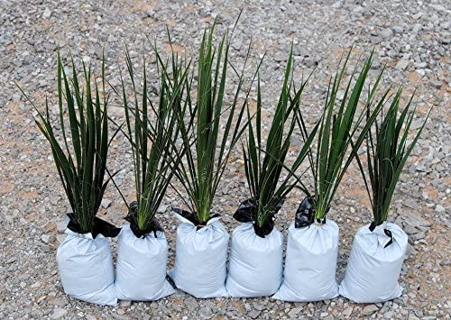 Yucca Plant - Indoor HousePlants