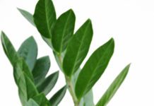 ZZ Plant, Everything You Need to Know about them. ZZ Plant
