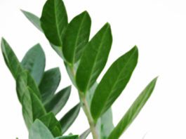 ZZ Plant, Everything You Need to Know about them. ZZ Plant