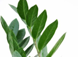 ZZ Plant, Everything You Need to Know about them. ZZ Plant