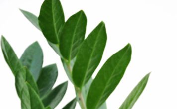 ZZ Plant, Everything You Need to Know about them. ZZ Plant