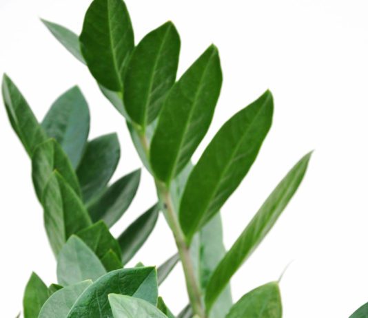 ZZ Plant Care Guide: How to Grow the Indestructible Zanzibar Gem ZZ Plant