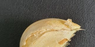 How to Grow Garlic: Plant, Harvest, Cure & Use It Garlic Clove