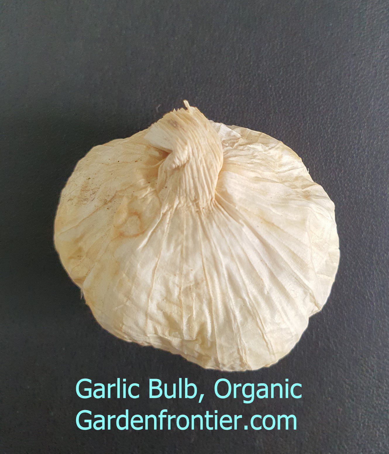 What Is Clove Of Garlic