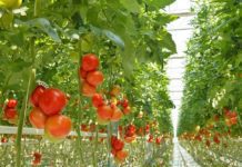 Hydroponics Gardening and Hydroponic Nutrients Hydroponics Gardening