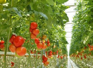 Hydroponics Gardening and Hydroponic Nutrients Hydroponics Gardening