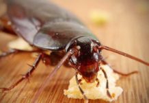 How to get rid of Cockroaches Naturally cockroaches