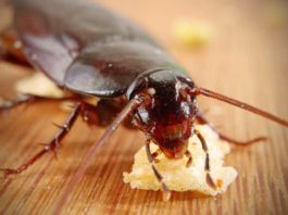 How to get rid of Cockroaches Naturally cockroaches