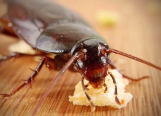 How to get rid of Cockroaches Naturally cockroaches
