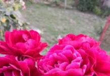 rose care throughout the year plus pruning tips rose care throughout the year