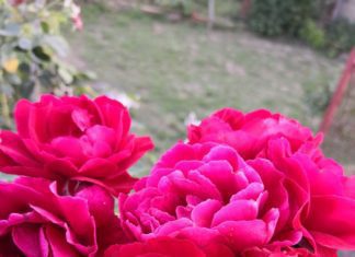 rose care throughout the year plus pruning tips rose care throughout the year