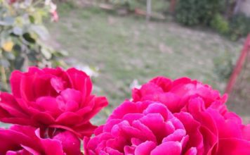 rose care throughout the year plus pruning tips rose care throughout the year