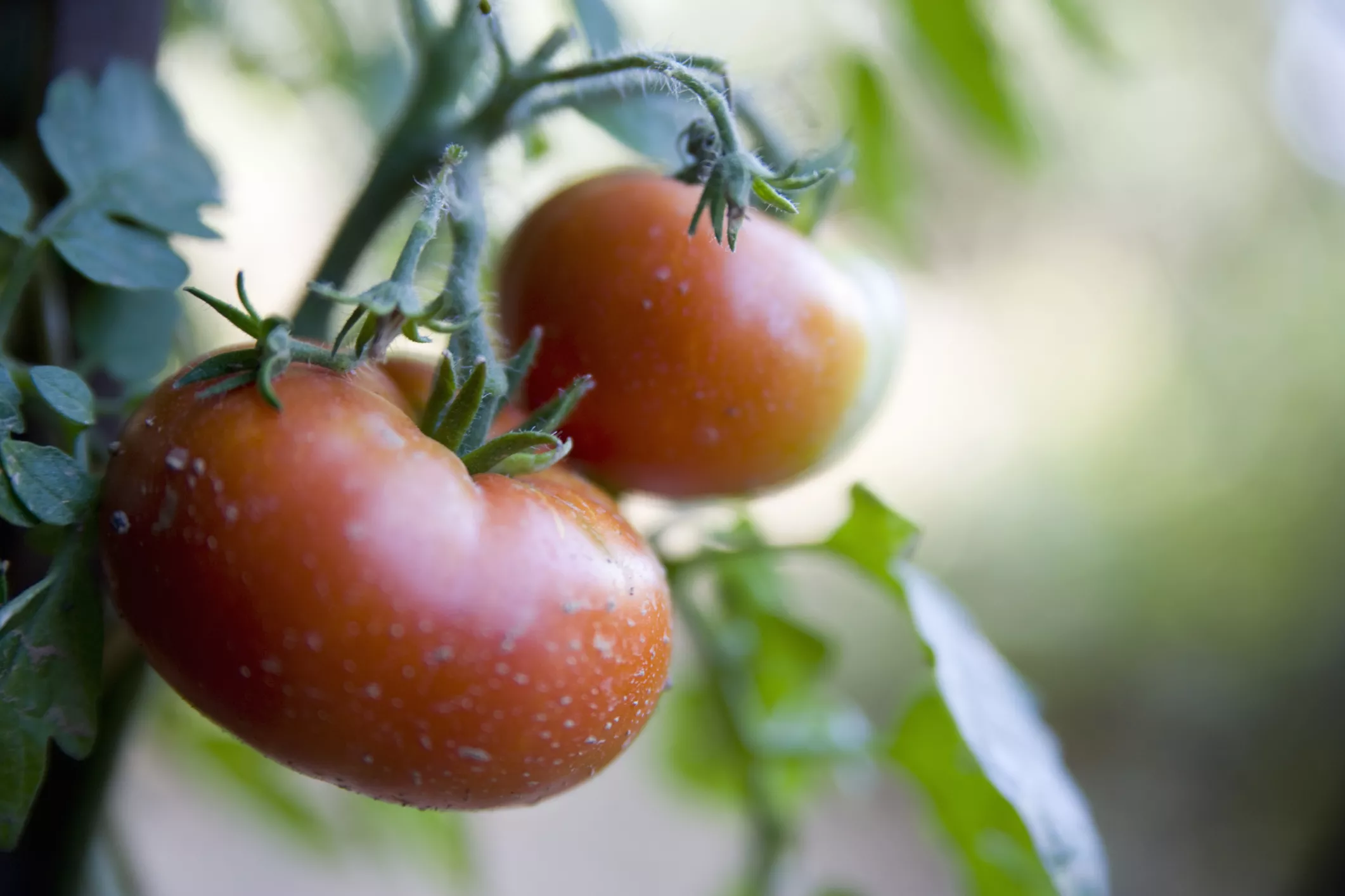 Grow Best Tasting Tomato