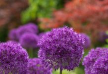 How to Plant a Bulb Garden to Attract Pollinators Are Bulbs good for Pollinators