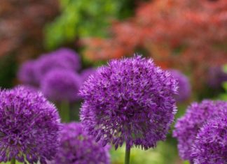 How to Plant a Bulb Garden to Attract Pollinators Are Bulbs good for Pollinators