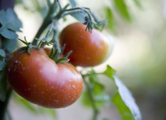 How to Grow Best Tasting Tomato ever: A Guide to Mouthwatering Success” is more attention-grabbing Grow Best Tasting Tomato