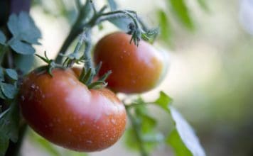 How to Grow the Best Tasting Tomatoes in Your Backyard Grow Best Tasting Tomato
