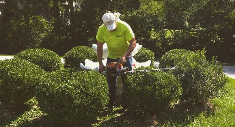 Hedge trimming for your Garden