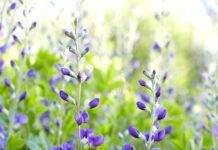 Underused Perennials and how to keep them flourishing Underused Perennials