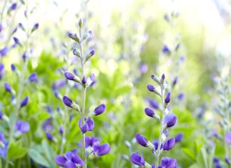 Underused Perennials and how to keep them flourishing Underused Perennials