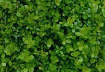 How to Revive a Buxus Plant and Prevent Decline How to Revive a Buxus Plant