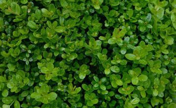 How to Revive a Buxus Plant and Prevent Decline How to Revive a Buxus Plant