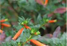 Cigar Plant How To Grow And Care Cigar Plant