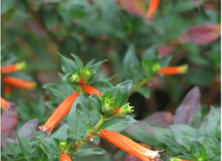 Cigar Plant How To Grow And Care Cigar Plant