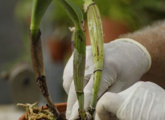 Revive Your Phalaenopsis Orchid: A Step-by-Step Guide to Repotting How To Repot An Orchid